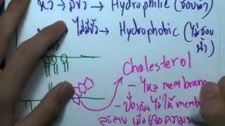 ormBio 142 : เซลล์และองค์ประกอบของเซลล์ version2 ,ตอน01