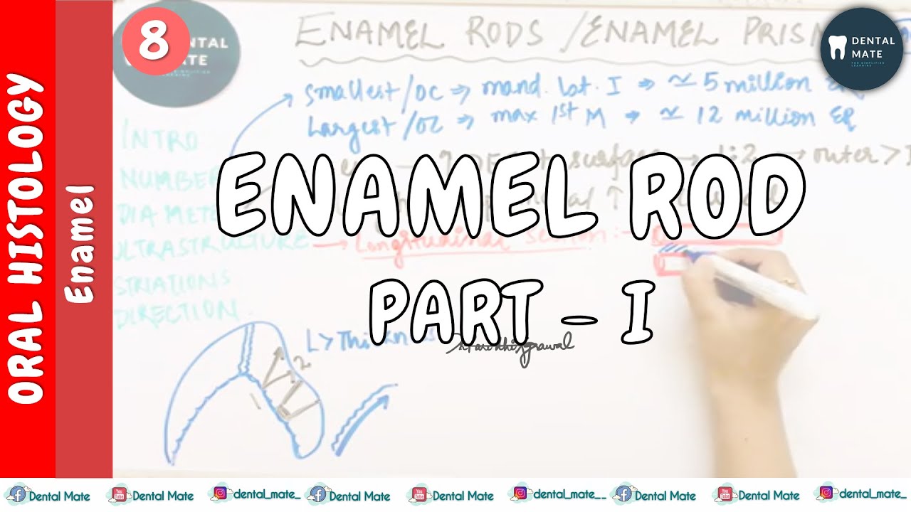 Enamel Rods Enamel Prisms Enamel Dr Paridhi Agrawal YouTube