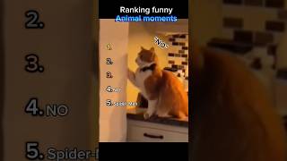 Funny animal moments 🐱 #shorts