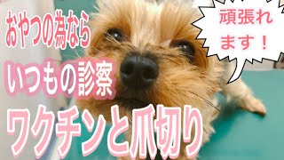 【おやつがあればなんでも出来る！】爪切りに気づく瞬間が面白い！注射と爪切りをおとなしく頑張るヨーキーちゃんがかわいい！