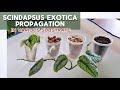 How to propagate scindapsus exotica  propagating in various substrate