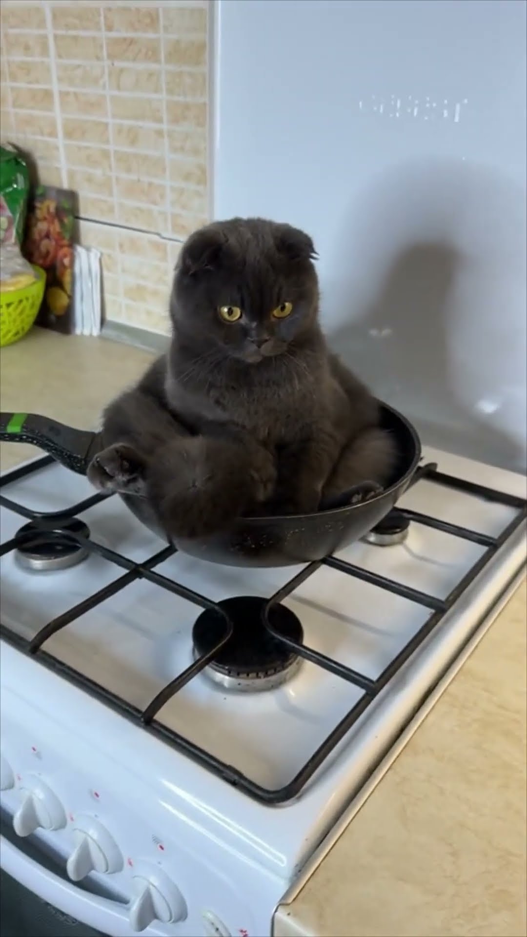 Quirky Cat Finds Comfort in a Frying Pan