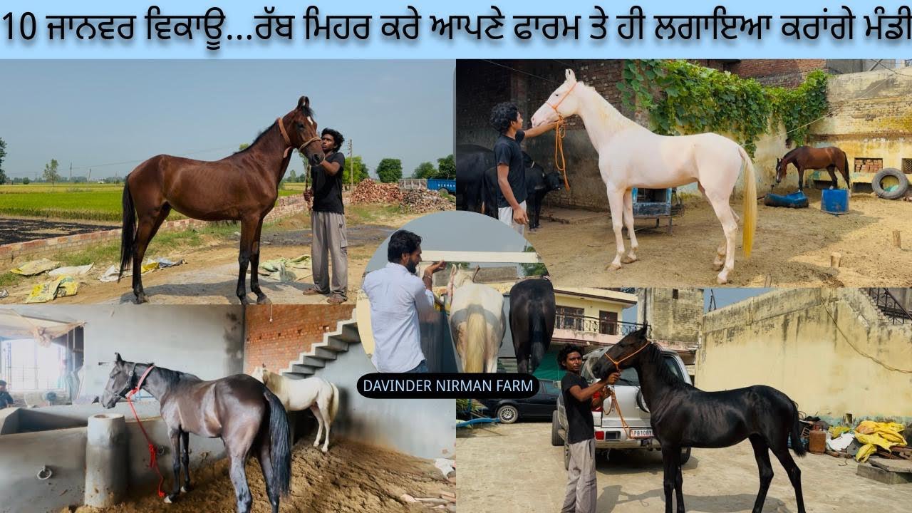 10 ਜਾਨਵਰ ਵਿਕਾਊ 🔥 ਆਉਣ ਆਲੇ ਟਾਈਮ ‘ਚ ਬਾਬਾ ਮਿਹਰ ਕਰੇ ਆਪਣੇ ਫਾਰਮ ਤੇ ਹੀ ਲਗਾਇਆ ਕਰਾਂਗੇ ਮੰਡੀ