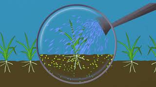 Famous Richard Jackson's Lawn Magic with Easy Feeder Profile