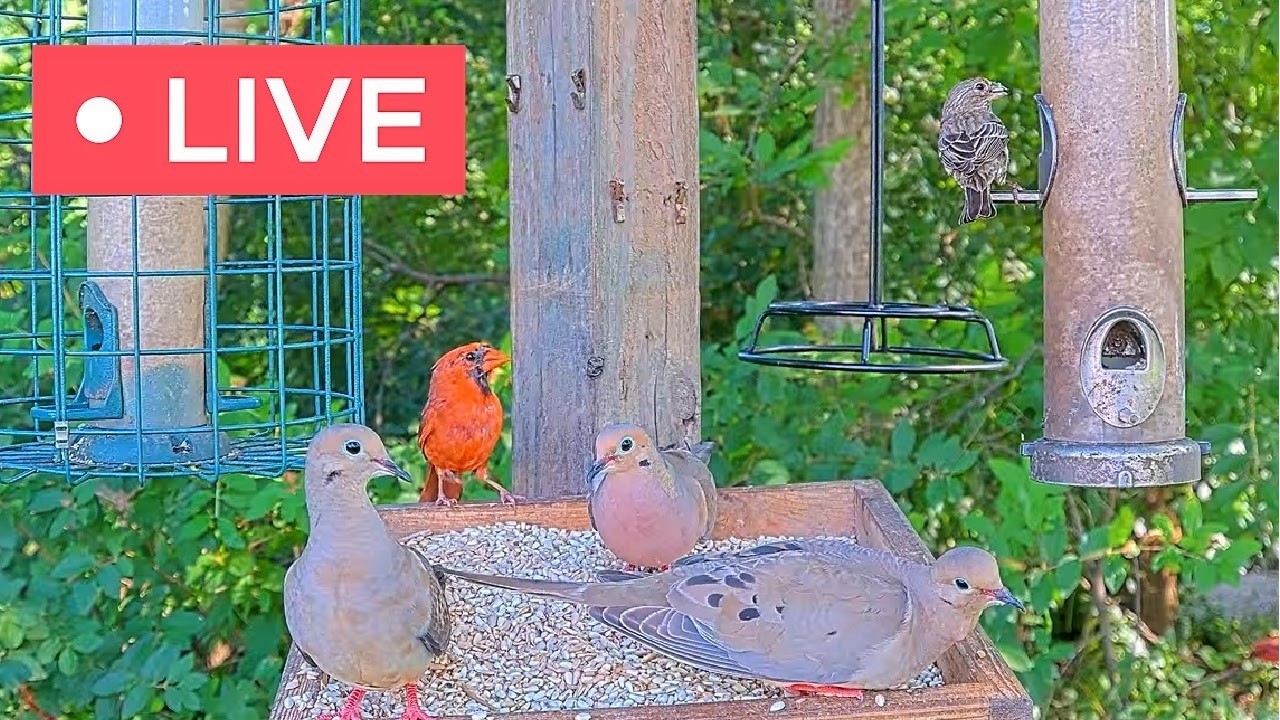 Live Bird Feeder Cam - Northeast Ohio Backyard — Ohio, OH live camera thumbnail