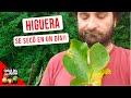 SE ME SECÓ LA HIGUERA! PASEO POR EL JARDIN NOVIEMBRE 2019