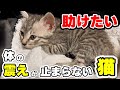 【仔猫保護】押入れで見つけた仔猫が原因不明の体の震え…なんとか助けてあげたい！