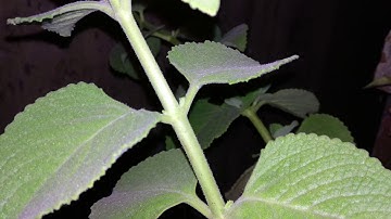 Xiaomi Mi A1 Low Light 4K Video Samples - with flash & without flash (Night)