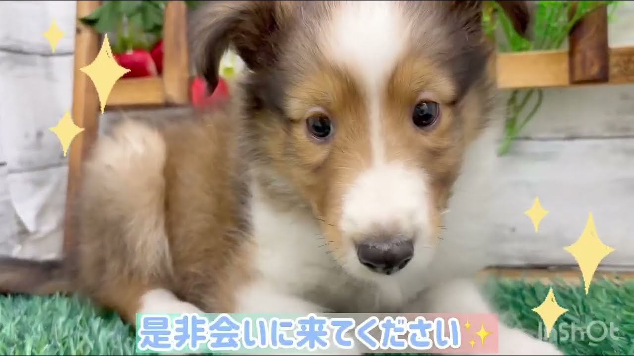 みーたん様　クリップシェルティちゃん シェルティちゃん - YouTube