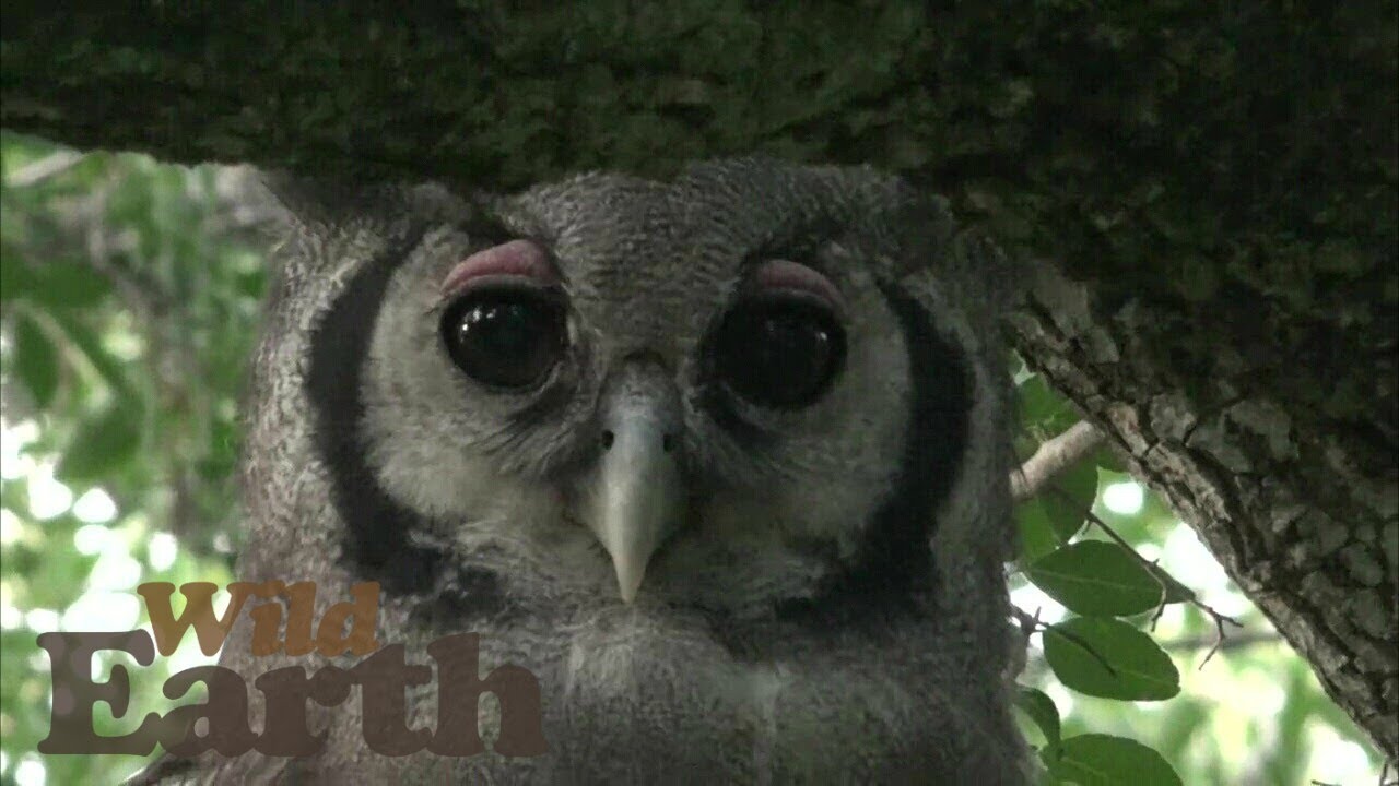 Wildearth Sunset Safari 08 March 2020 Youtube