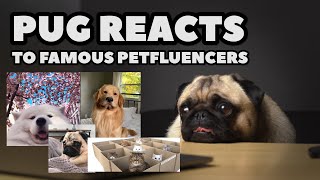 Pug Reacts to Famous Pets (Mayapolarbear, Tuckerbudzyn, Kittisaurus, Catpusic, Sophia the Pug)
