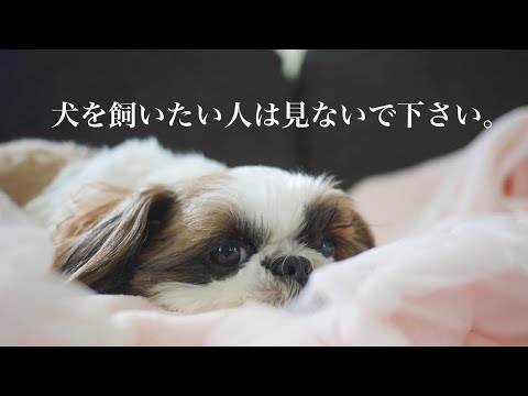 【閲覧注意？】⚠️犬に添い寝したくなるので犬好きさんには危険です