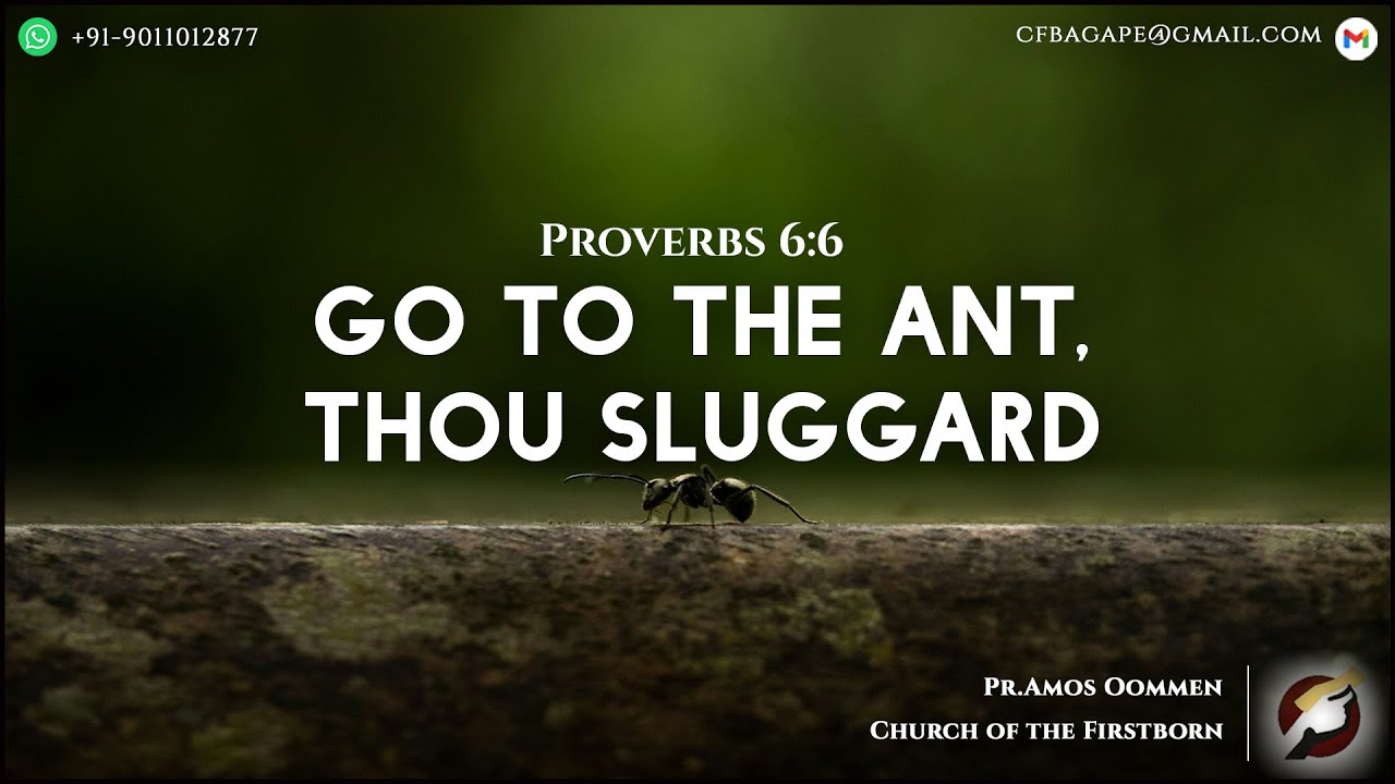 10.09.2025 - Bible Study – Go to the ant, thou sluggard - Proverbs 6:6 ...