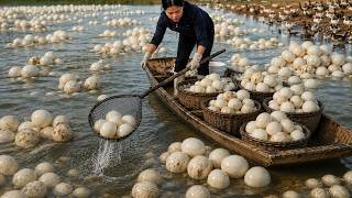 How to Get Rich from Duck Farming for Eggs: A Proven Business Model