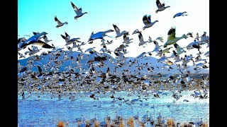 THE DAWN FLY UP OF THE SNOW GEESE - Bosque del Apache 2018