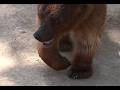 Grizzly Bear Stalks Montana Mountain Biker On July 10th 2025 Grizzly Bear Stalks Montana Mountain Biker On July 10th 2025