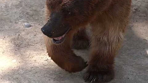 Grizzly Bear Stalks Montana Mountain Biker On July 10th, 2025