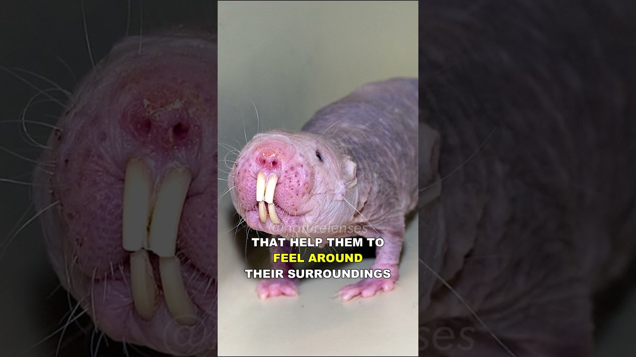 Naked Mole Rat | World Strangest Animal