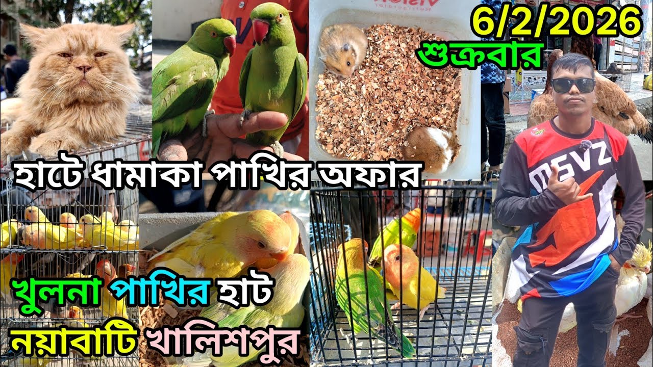 খুলনা পাখির হাট নয়াবাটি birds price পাখির দোকান pet animal market ni Khulnaন য়াবাটি পাখির হাট #cat