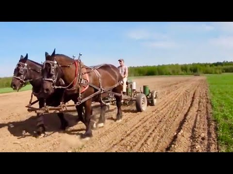 Video: Arklio pupelių auginimas: išmokite auginti arklius sode