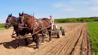 Farming with Horses: Planting Corn Field