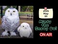 5/16 🦉シロフクロウとお散歩