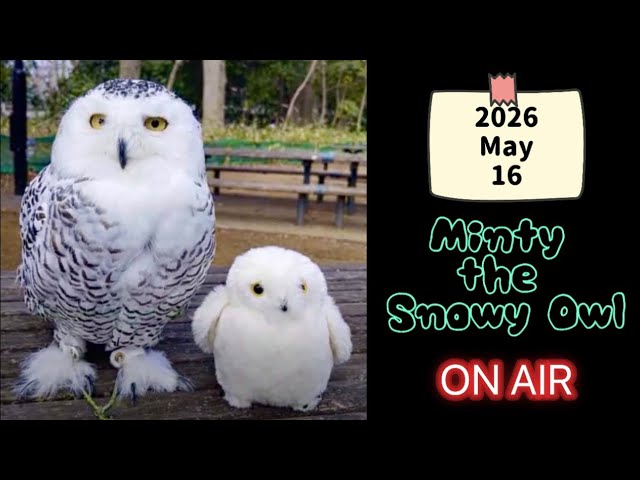 5/16 🦉シロフクロウとお散歩 - YouTube