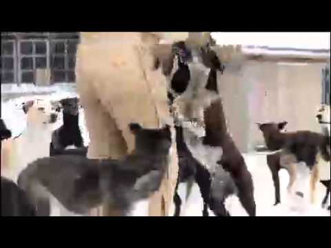 frohe-weihnachten---merry-christmas