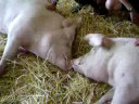Pigs kissing each other