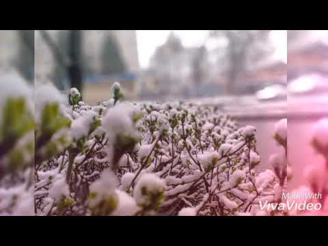 ASSALA SHAMEKH شامخ