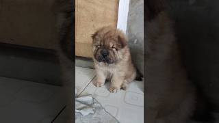 Chow Chow