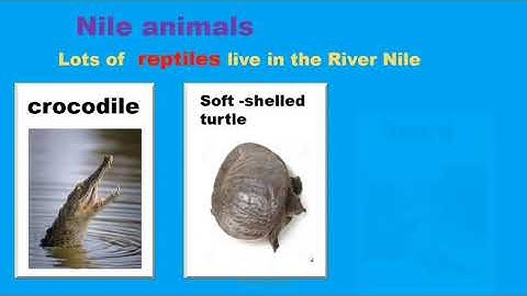 connect plus primary 2.                unit 9 part 2.     Along the River Nile