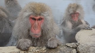 ニホンザルが〝湯治〟　長野・地獄谷野猿公苑