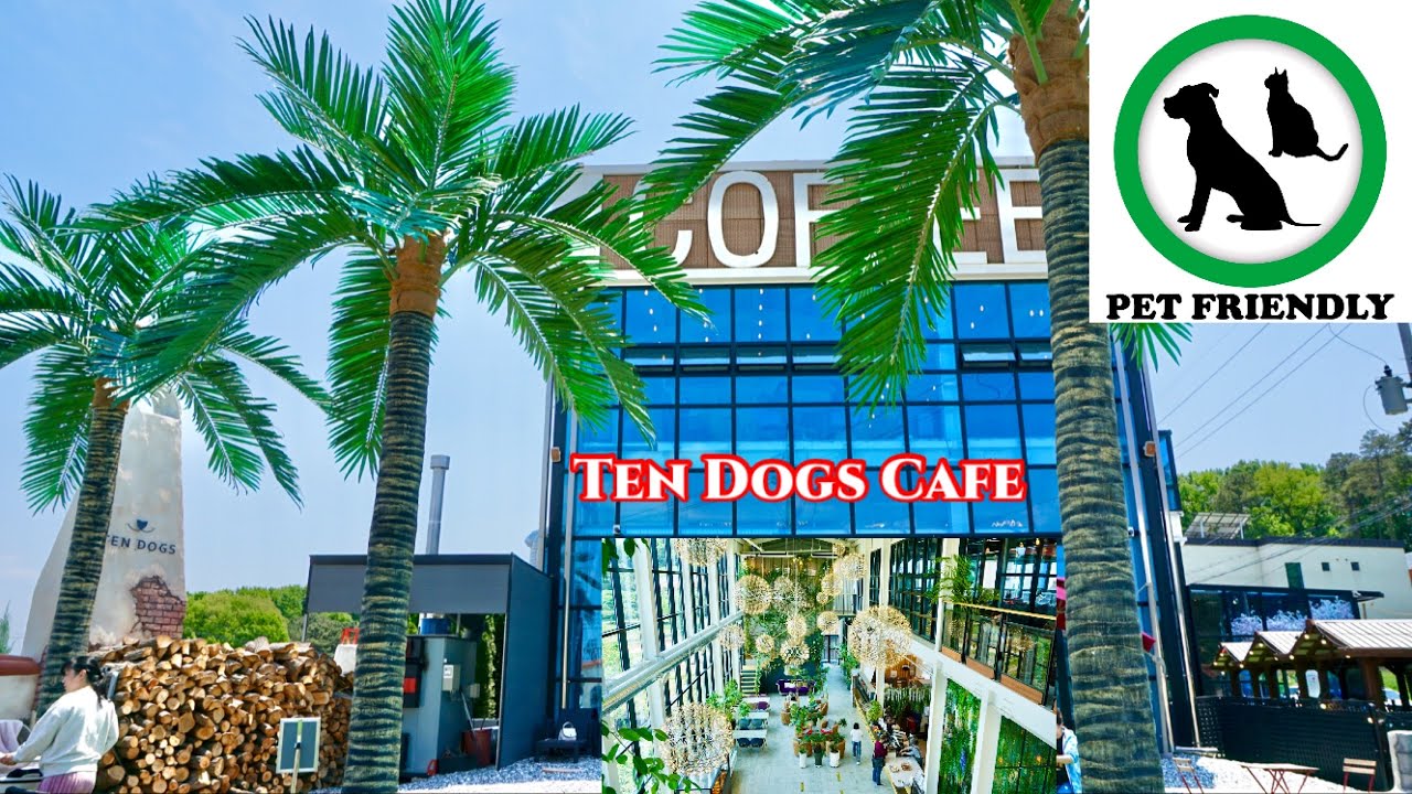 Ten Dogs Cafe | Korean Cafe | Pets Are Allowed Outside