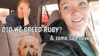 DID WE BREED RUBY? | VLOGMAS DAY ONE by Allie Hoth 493 views 1 year ago 11 minutes, 28 seconds