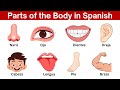 Parts of the body in spanish  human body parts names in spanish