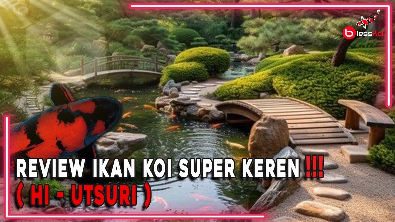 REVIEW IKAN KOI SUPER KEREN ❗️❗️❗ ( HI - UTSURI )