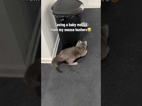 Don’t come back little guy!! 😮‍💨 #cat