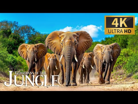 Guardians of the Jungle 4K 🐅 Amazing Wildlife Adventure with Relaxing Piano Sounds for Inner Peace