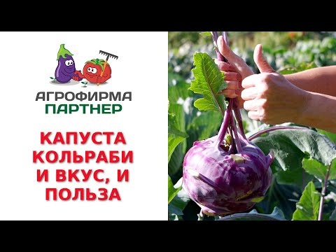 КАПУСТА КОЛЬРАБИ - И ВКУС, И ПОЛЬЗА