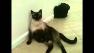 Really Fat Cat Just Hanging out And Rolling Around