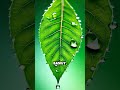 Why Leaves Rustle Before Rain Falls
