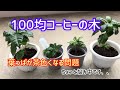 【コーヒーの木②】葉っぱが茶色になる問題について考えてみた　Coffee tree :Leaf browning problem