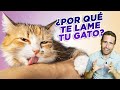 ¿POR QUÉ TE LAME TU GATO? 👅😻 | 4 motivos por los que tu gato te acicala