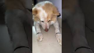 That is why everyone likes dogs !! #funny #doglife #dogs #funny #trending  #shortsviral #shorts