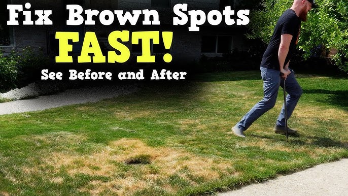 How to Fix Lawn Brown Patches: Proven Tips and Tricks