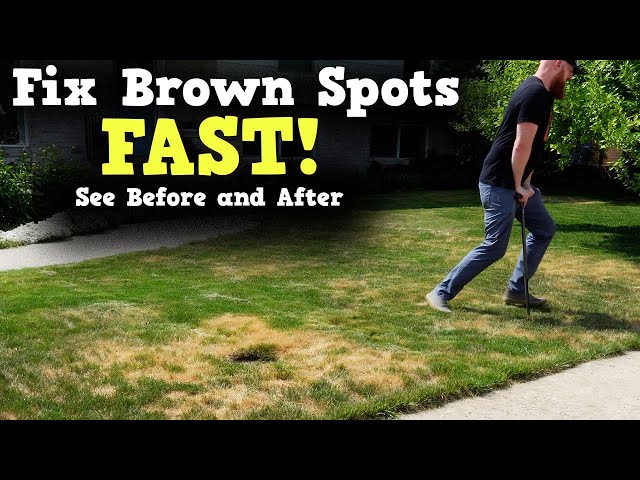 How to Fix Brown Spots in Lawn Quickly for a Lush Yard