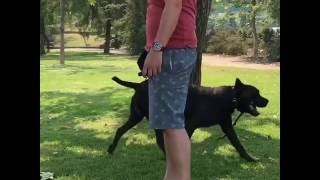 Video Thumbnail for Playing Fetch with my 11 month old Cane Corso