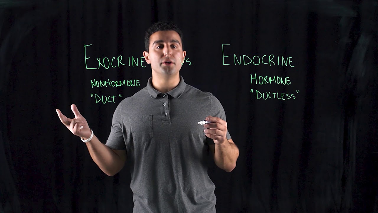 Exocrine Gland Vs Endocrine Gland Youtube