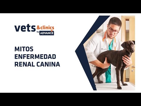 Video: Enfermedad Renal En Ratas